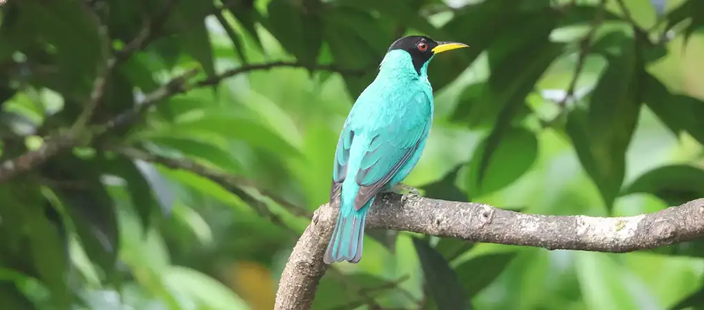 Green Honeycreeper